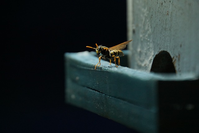 Variations in Lifespan of Wasp Depending on Different Scenarios and Conditions