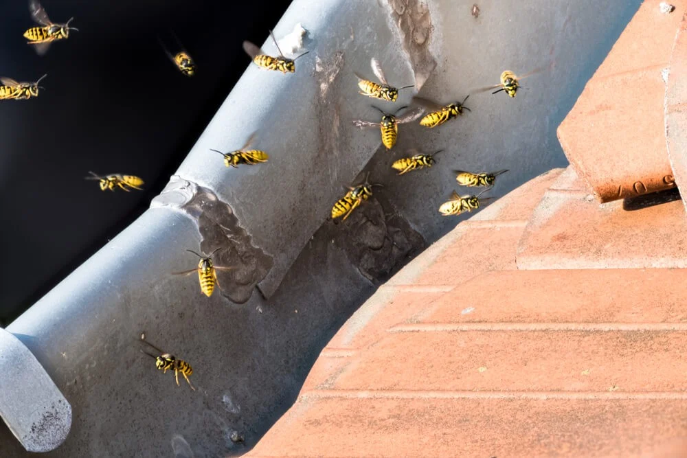 How to Deal with the Infestations and Safely Remove the Wasp from the House