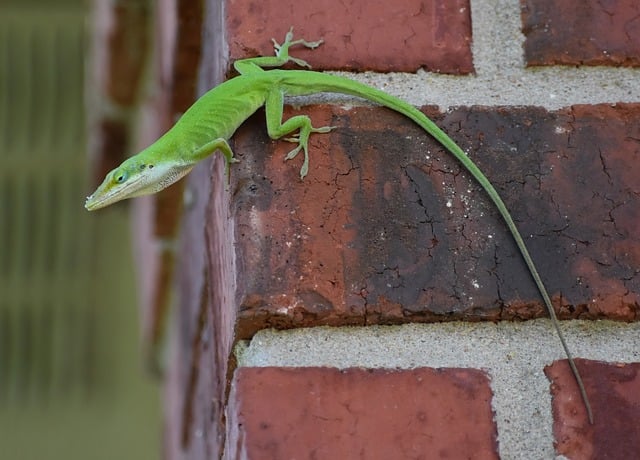 How to Prevent Geckos from Entering The House – Preventive Measures and Natural Deterrents