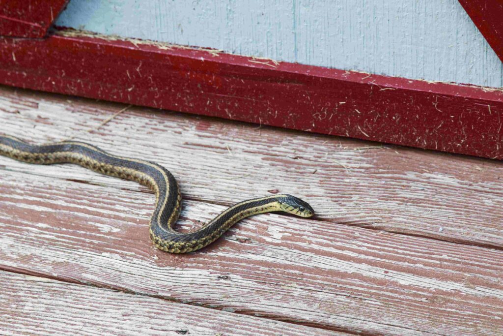 Identifying the Presence of Snakes in Your House