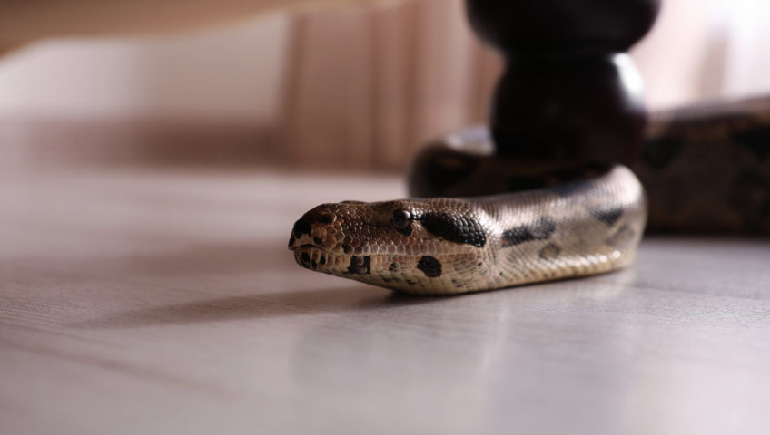 Prevention and Maintenance After Snake Removal