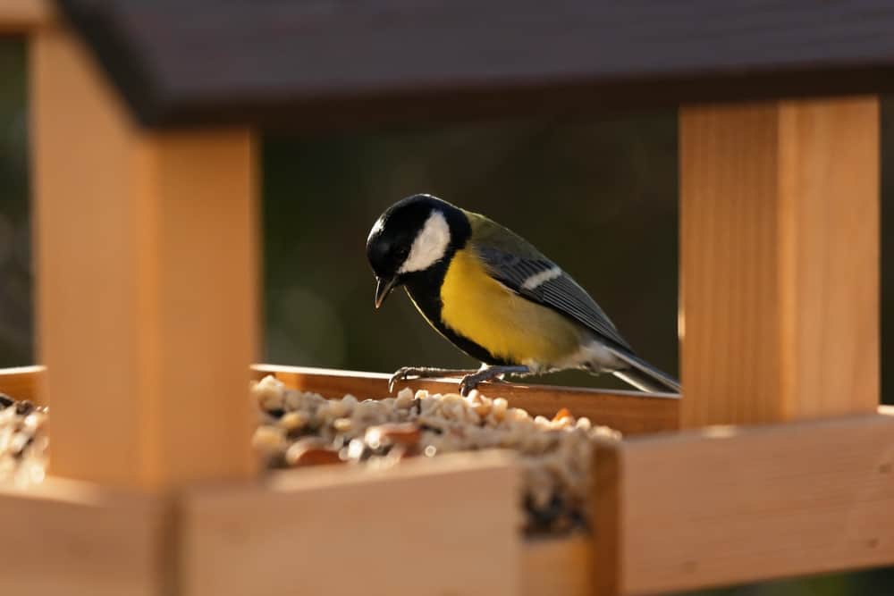 How To Keep Birds From Eating My Garden Crops